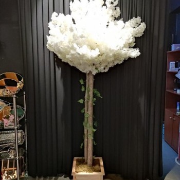 GELİN YOLU (BAHAR DALI AĞAÇ) GELİN YOLU (BAHAR DALI AĞAÇ)