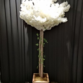 Ahşap Gövdeli Saksılı Gelin Yolu Ahşap Gövdeli Saksılı Gelin Yolu