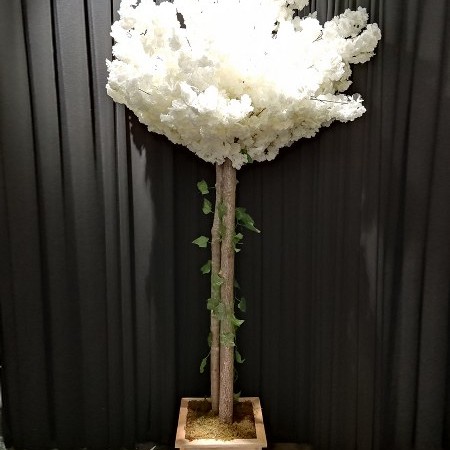 Ahşap Gövdeli Saksılı Gelin Yolu